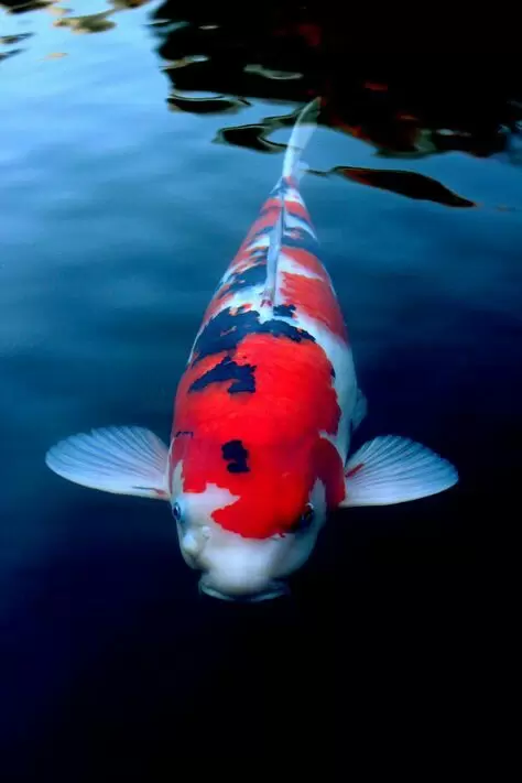 Taksonomi Ikan Koi