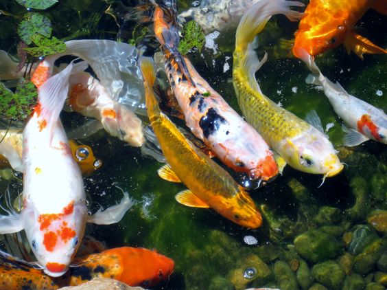 Tempat Jual Ikan Koi Terlengkap di Surabaya