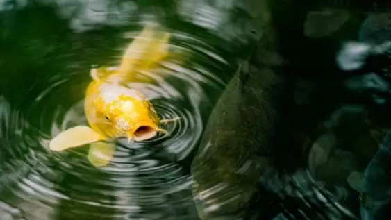 Ikan Koi Ginrin