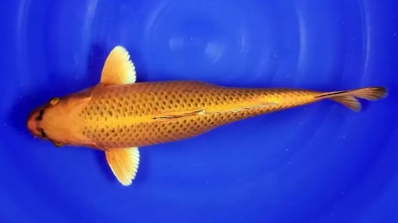 Jual Ikan Koi Kawarimono