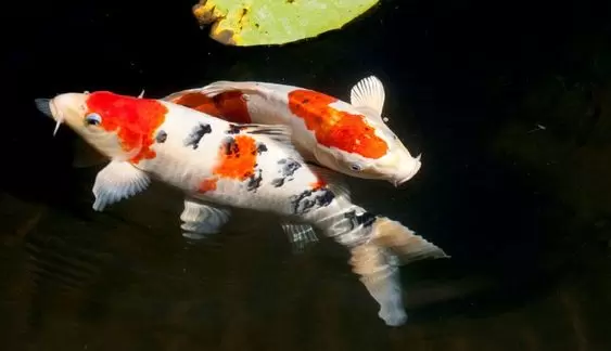 Penyakit Ikan Koi