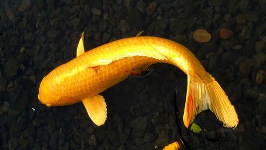 Ikan Koi Kawarimono