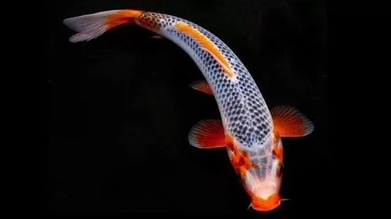 Ikan Koi Asagi