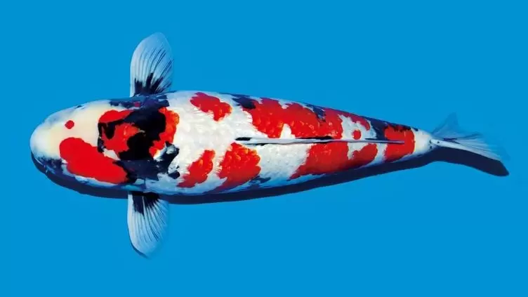 Koi Showa Ginrin