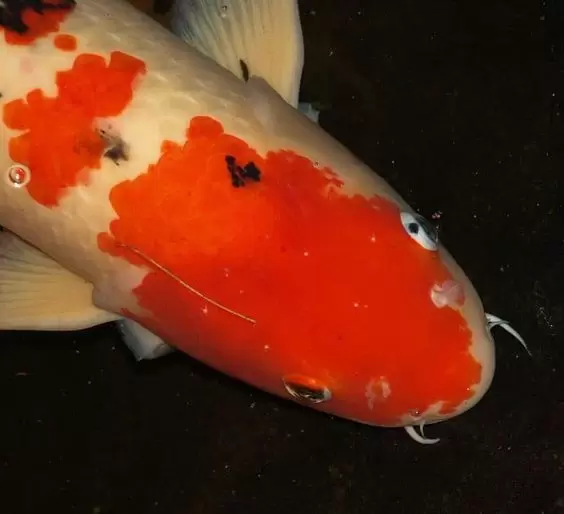 Ikan Koi White Spot