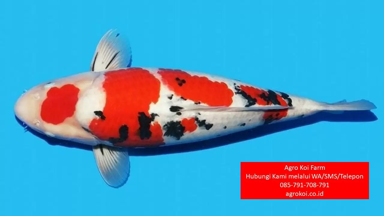 Jual Ikan Koi Grade A di Jakarta