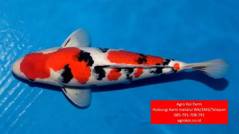 Jual Ikan Koi Grade A