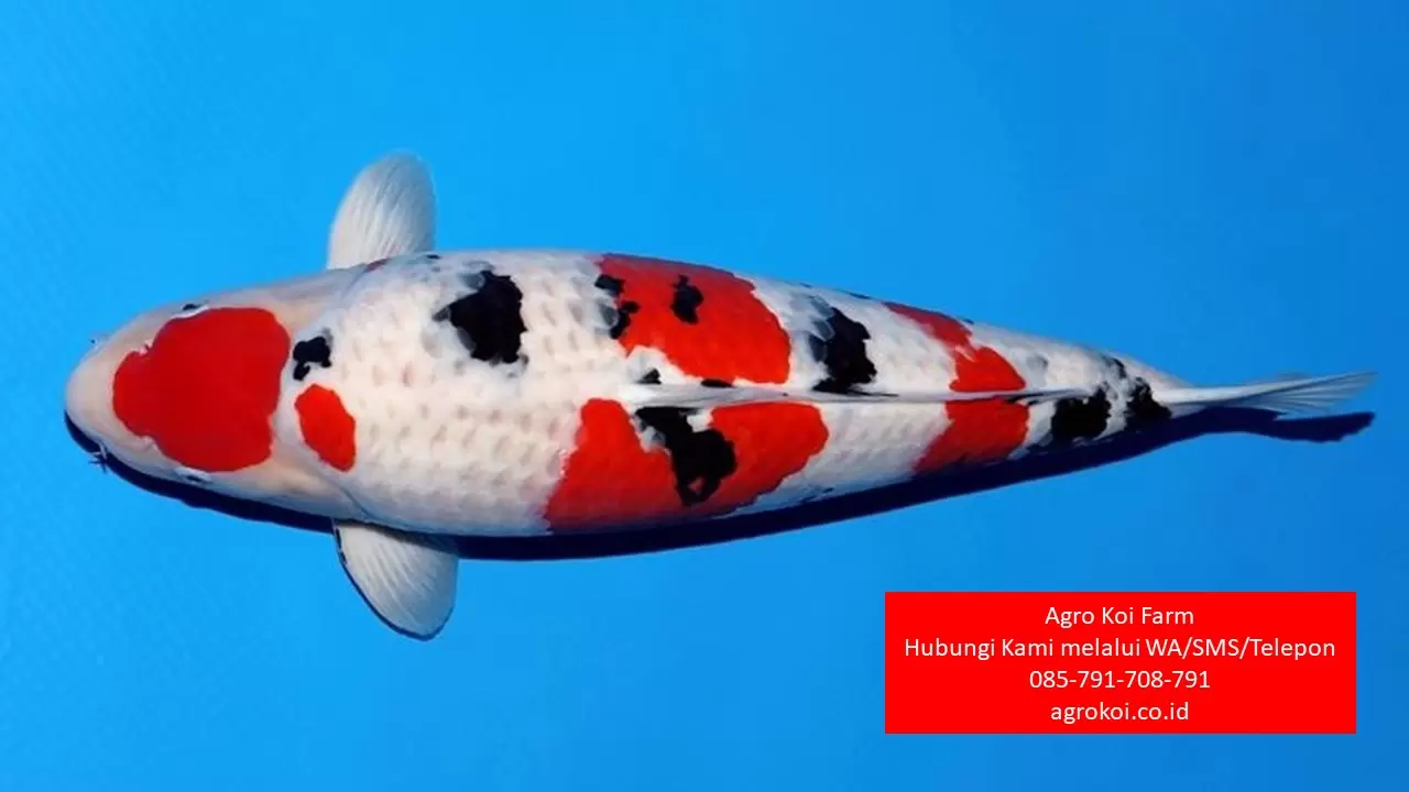 Jual Ikan Koi Grade A