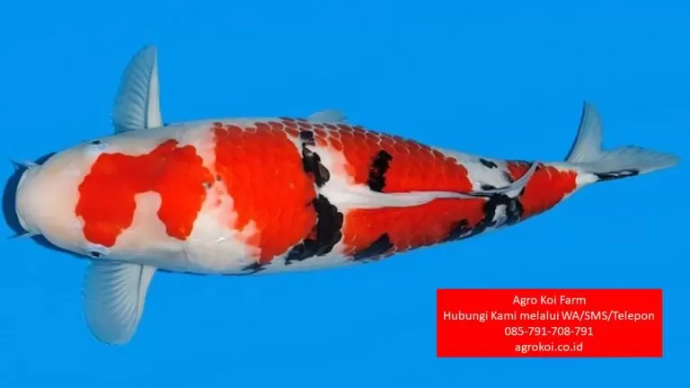Jual Ikan Koi Grade A