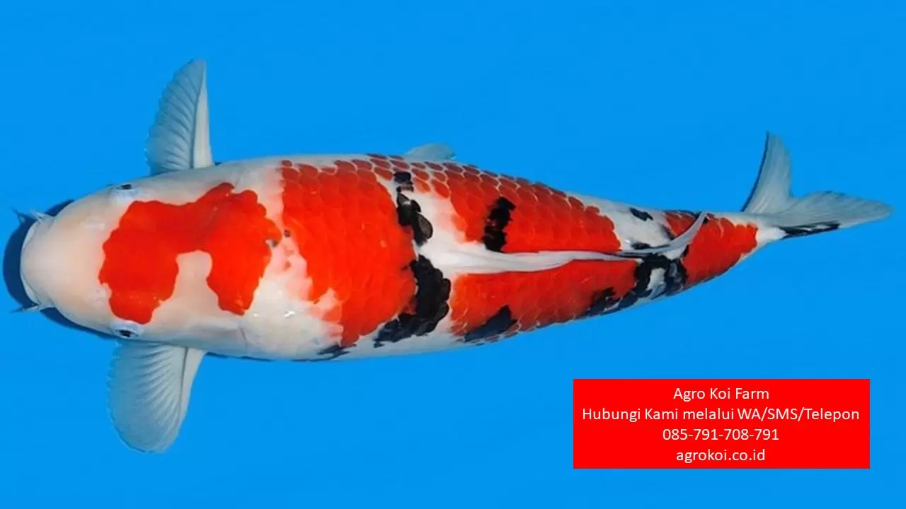 Jual Ikan Koi Grade A