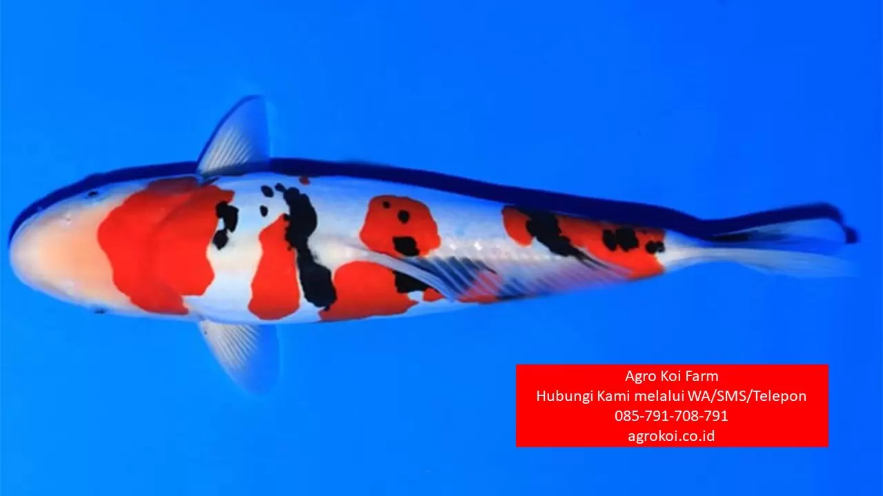 Jual Ikan Koi Sanke Kabupaten Jembrana Terpercaya 085-791-708-791 Bergaransi