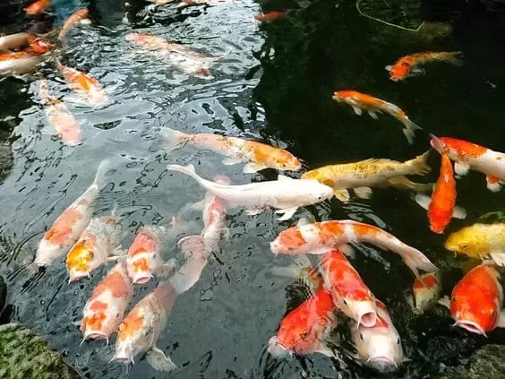 10 cara perawatan ikan koi