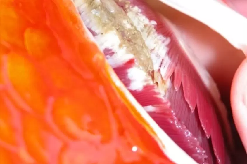 Koi Herpes Virus