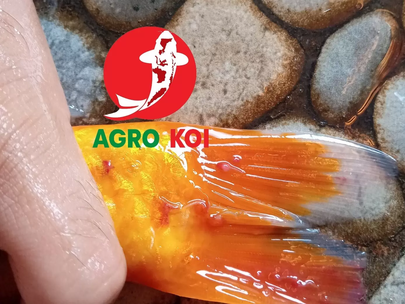 Kutu Jangkar