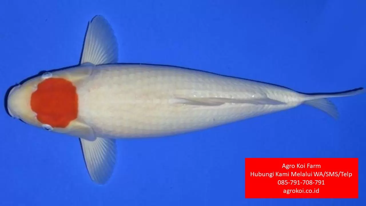 Jual Ikan Koi Tancho Kabupaten Pekalongan Terpercaya 085-791-708-791 Bergaransi