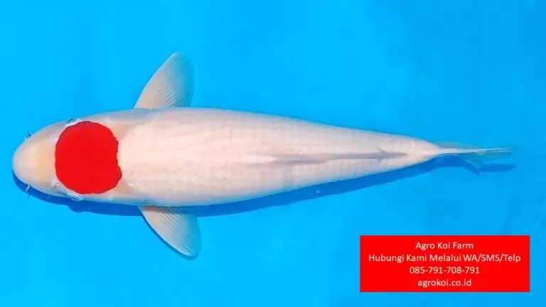 Jual Ikan Koi Tancho Kabupaten Pemalang Terpercaya 085-791-708-791 Bergaransi