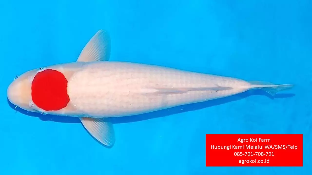Jual Ikan Koi Tancho Kabupaten Pemalang Terpercaya 085-791-708-791 Bergaransi