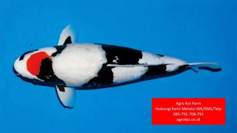 Jual Ikan Koi Tancho Kabupaten Purbalingga Terpercaya 085-791-708-791 Bergaransi