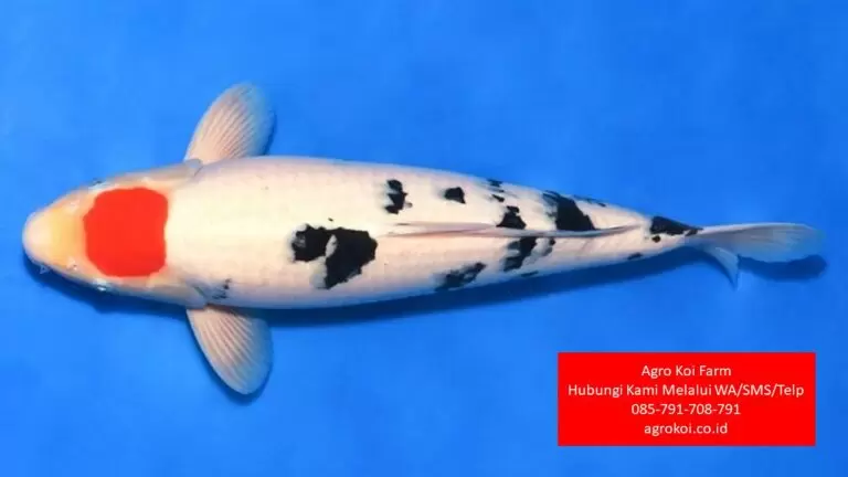 Jual Ikan Koi Grade A