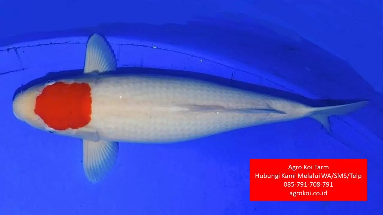 Jual Ikan Koi Tancho Kabupaten Rembang Terpercaya 085-791-708-791 Bergaransi
