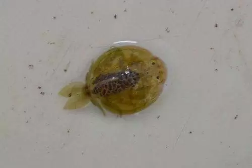 Argulus