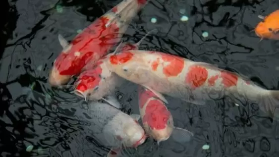 Ikan Koi