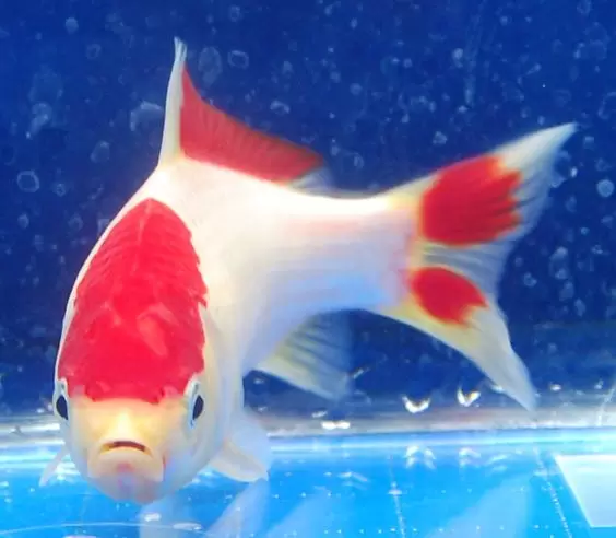 Perbedaan Ikan Koi dengan Ikan Mas