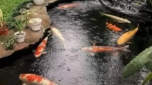 koi mati mendadak setelah hujan
