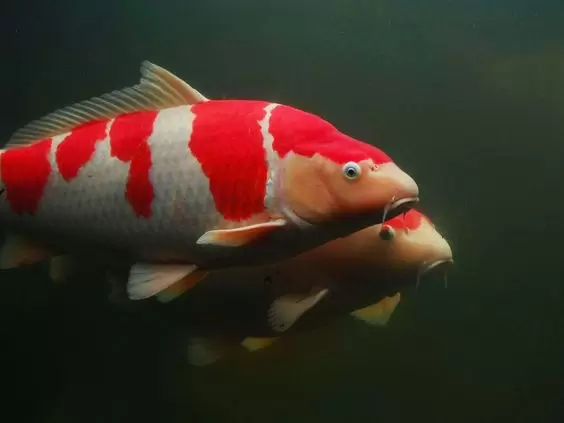 Ikan Koi Kohaku