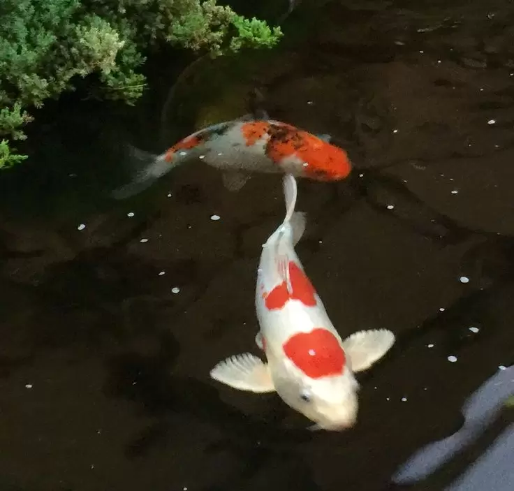 Jual Ikan Koi Grade A