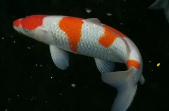 Ikan Koi Kohaku