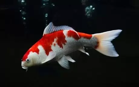 Ikan Koi Kohaku