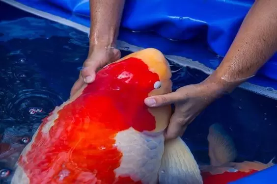 Ikan Koi Jumbo Bagus