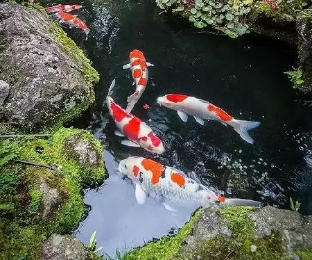 Ikan Koi Jumbo di Kolam Besar Yang Indah