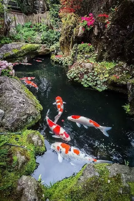 Ikan Koi Jumbo di Kolam Besar