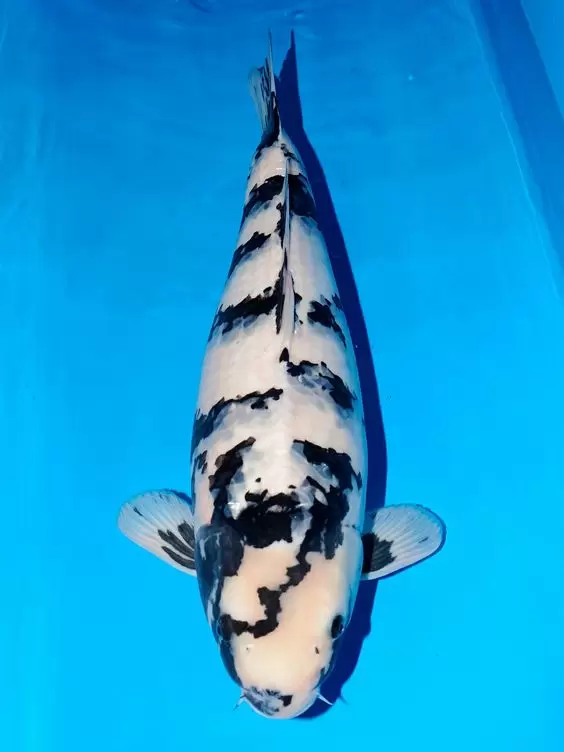 Ikan Koi Shiro Jumbo Besar