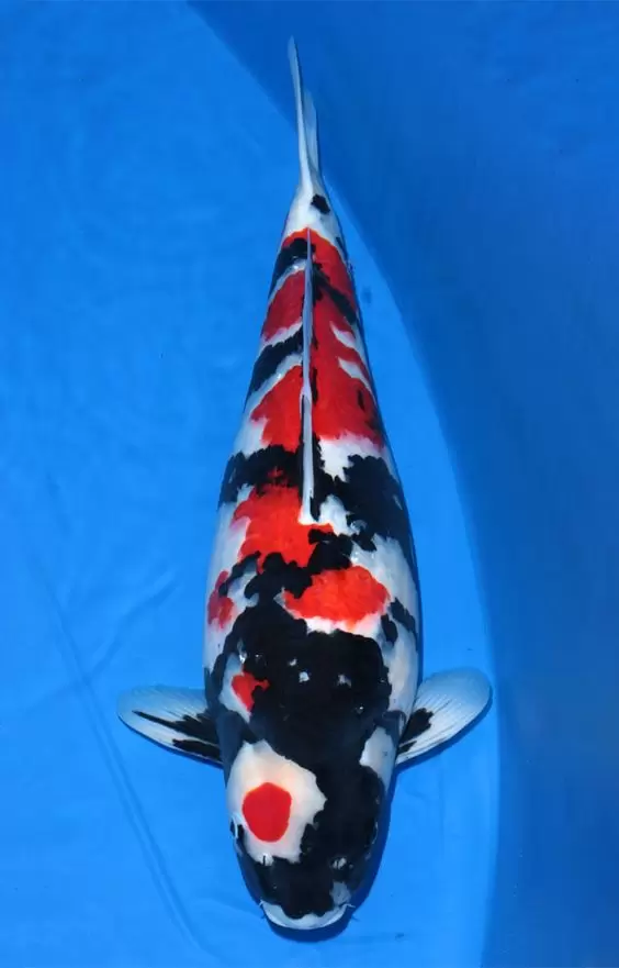 Ikan Koi Showa Jumbo Besar Super