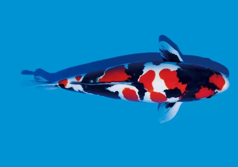 Ikan Koi Showa Super