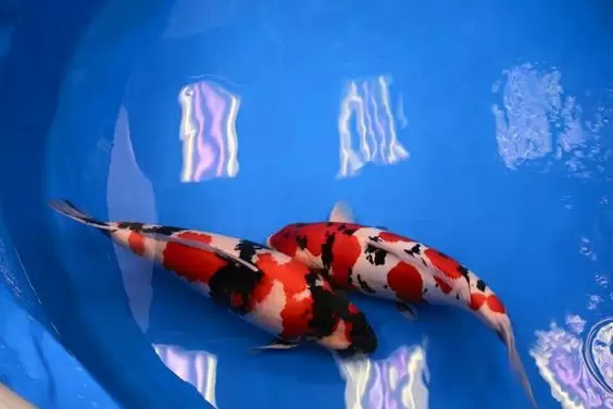 Ikan Koi Showa