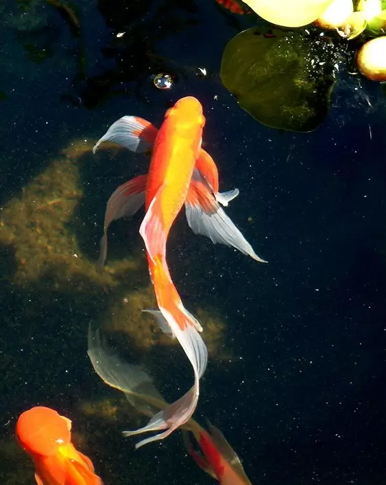 Ikan Koi Slayer Jumbo Besar