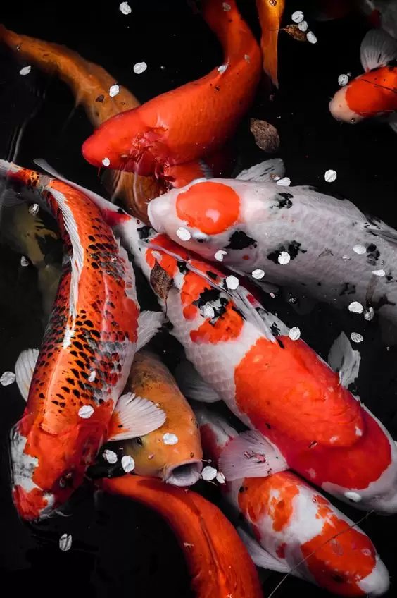 Jual Ikan Koi Jumbo Bergaransi