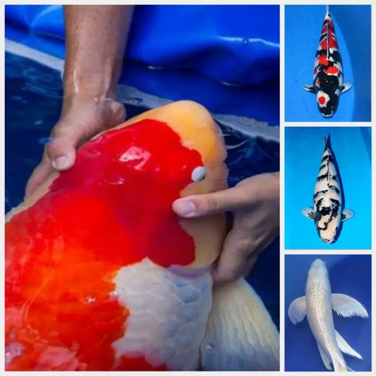 Jual Ikan Koi Jumbo Berkualitas dan Bergaransi