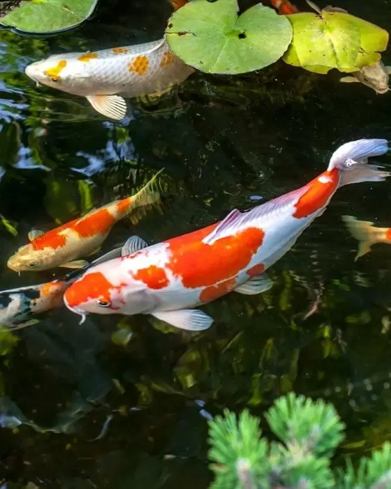 Colorful decorative fish float in an artificial pond, view from