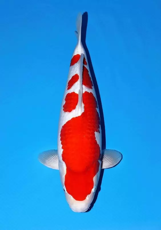 Jual Ikan Koi Kohaku Berkualitas