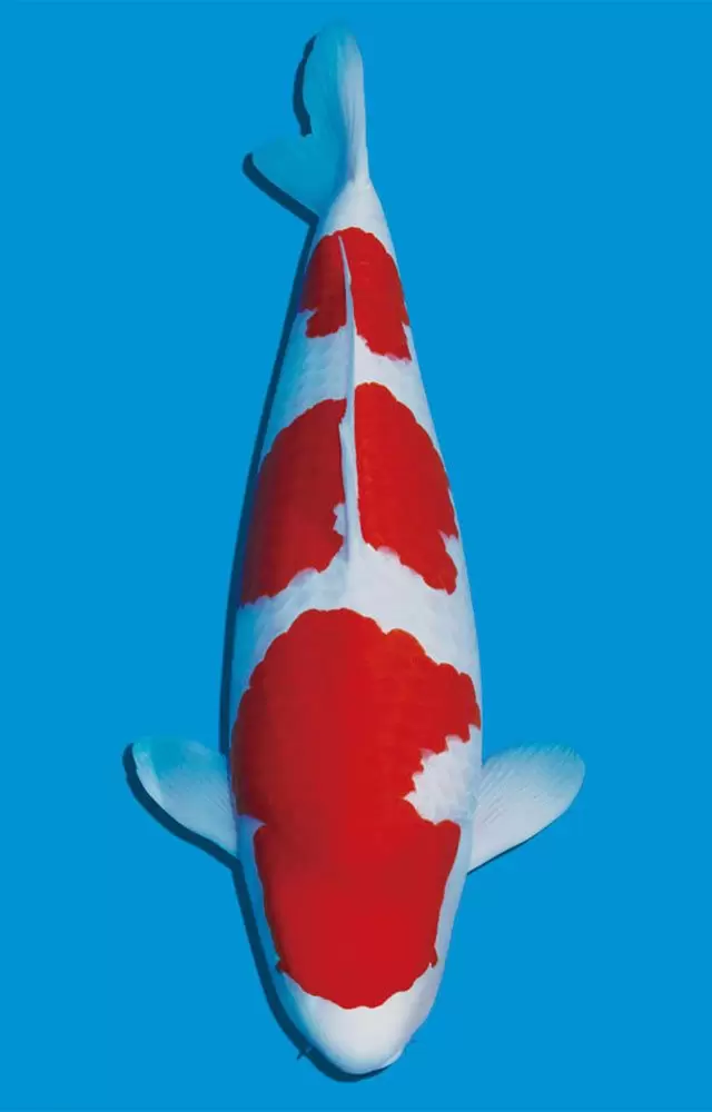 Jual Ikan Koi Kohaku Grade A