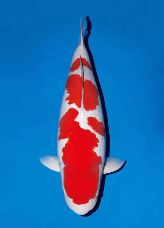 Jual Ikan Koi Kohaku Murah Bergaransi