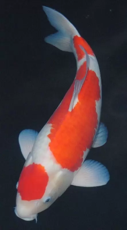 Jual Ikan Koi Kohaku Super