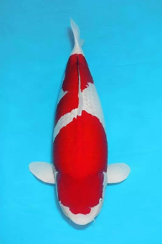 Jual Ikan Koi Kohaku Terdekat