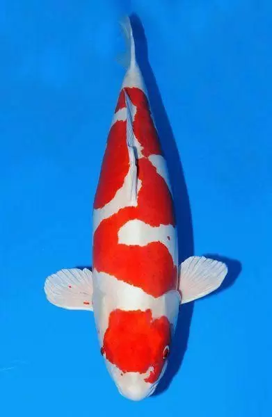 Jual Ikan Koi Kohaku Termurah