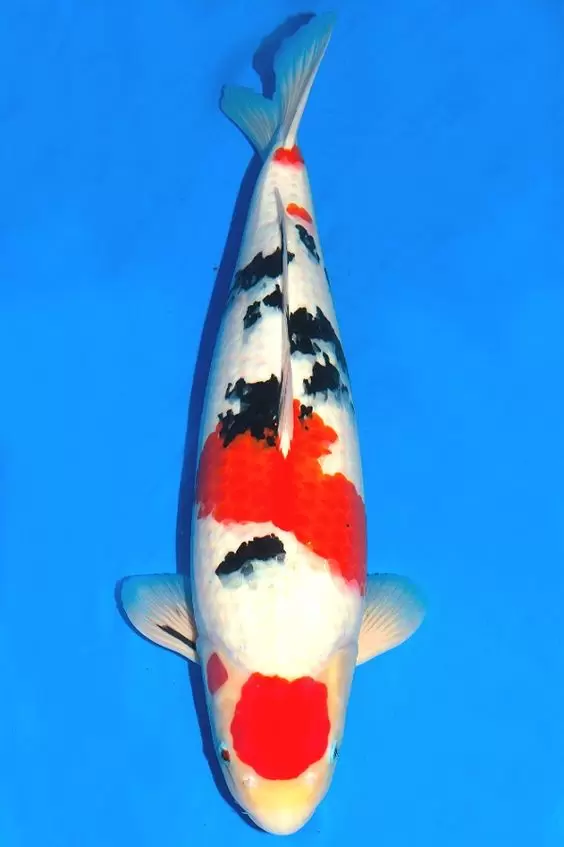 Jual Ikan Koi Sanke Bergaransi Termurah